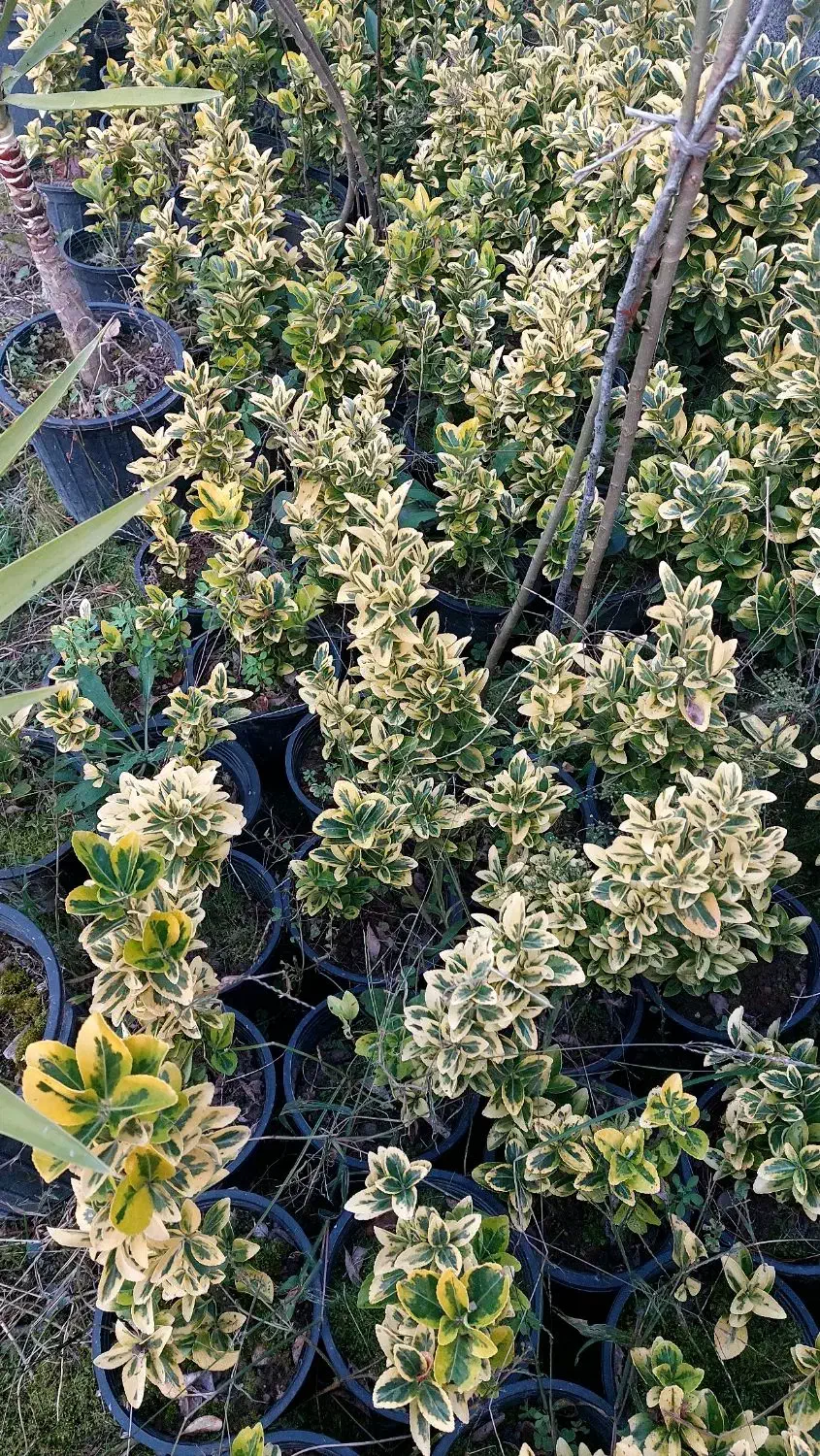 شمشاد|حراج|کلاچای, |دیوار