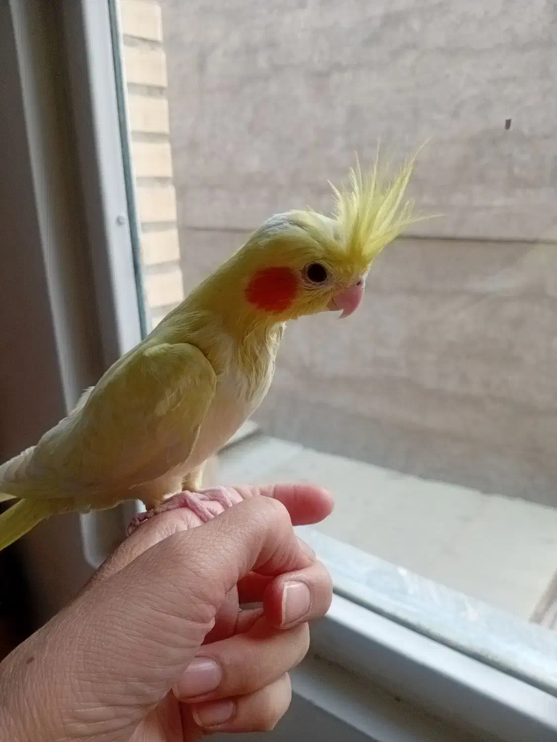 جوجه عروس هلندی لوتینو زعفرونی اصل|پرنده|اندیشه, اندیشه فاز ۱|دیوار