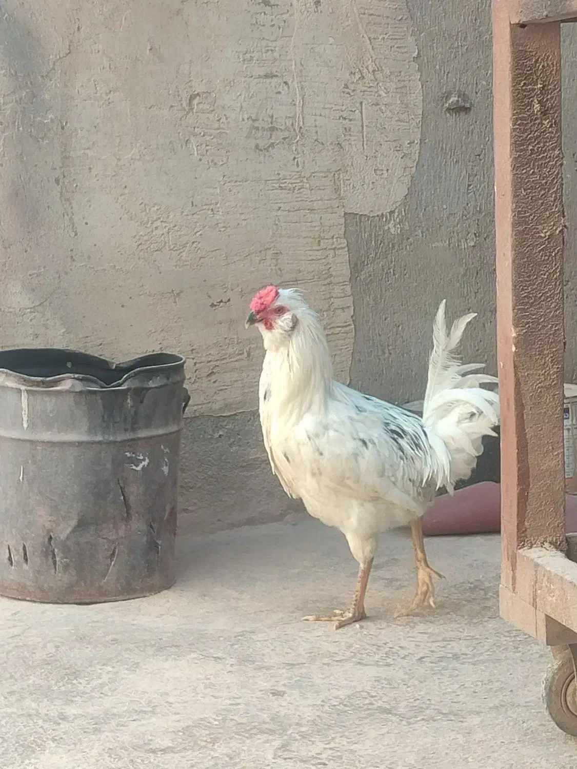 مرغ خروس گلین و سلطان|حیوانات مزرعه|اصفهان, رهنان|دیوار