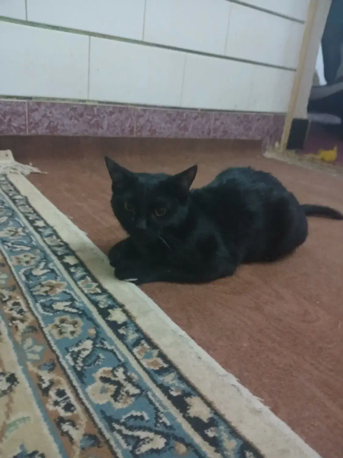 پیداشده|گربه|بهبهان, |دیوار