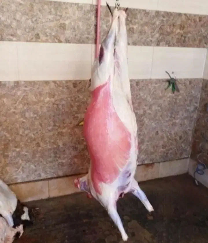 همه وزن گوسفند‌نذری عقیقه با هر توان مالی|حیوانات مزرعه|قم, جمکران|دیوار