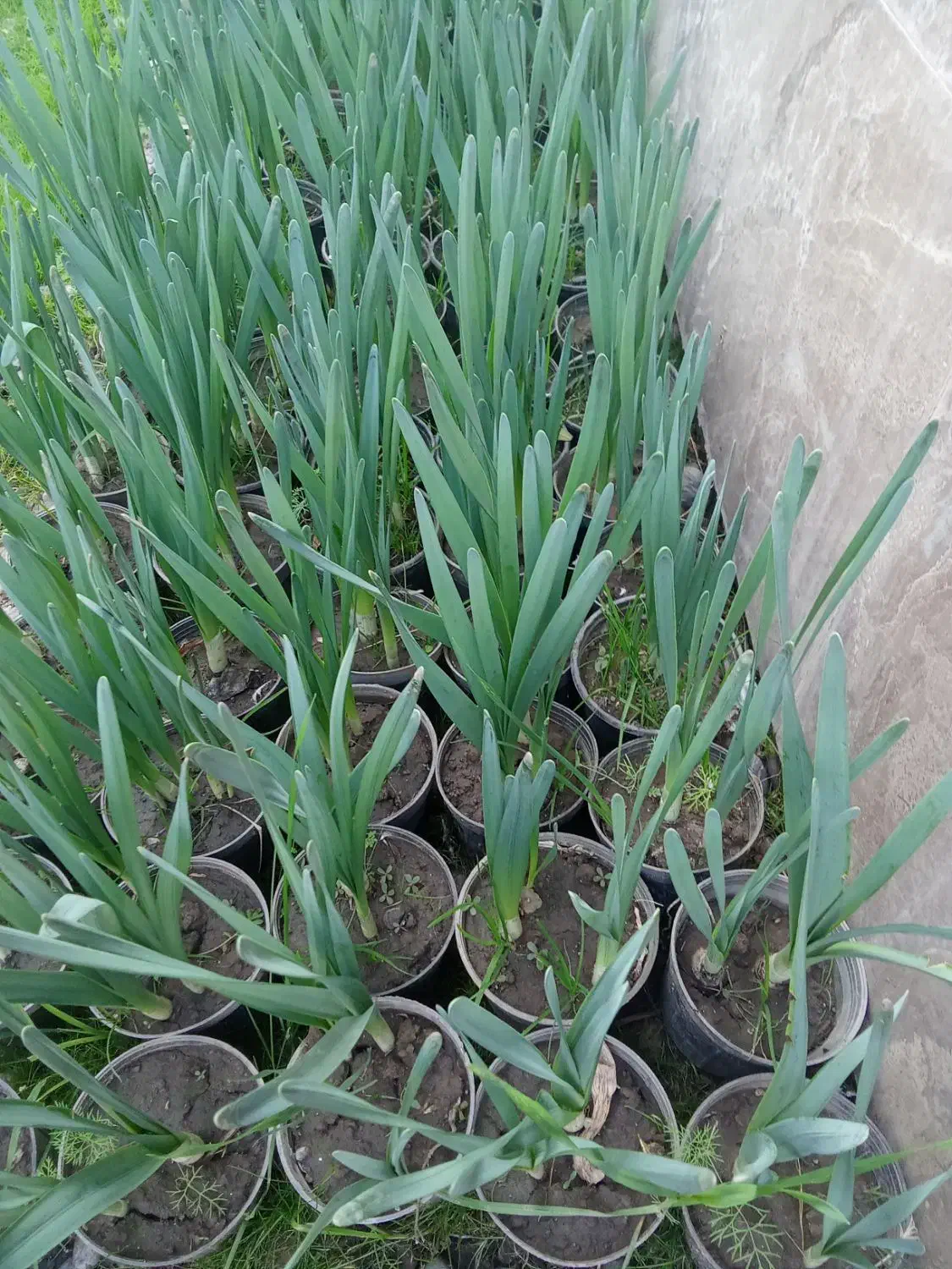 فروش گل نرگس|گل و گیاه طبیعی|فاضل آباد, |دیوار