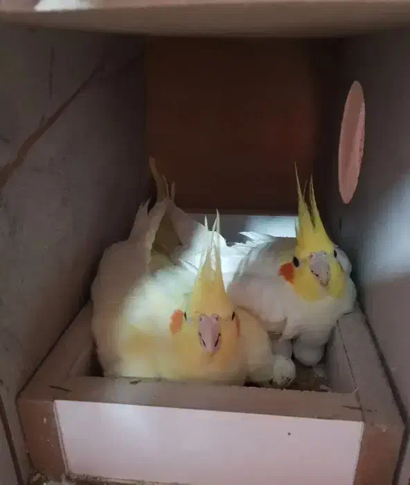 چهار جفت عروس هلندی رو تخم و جوجه|پرنده|قم, ارم|دیوار