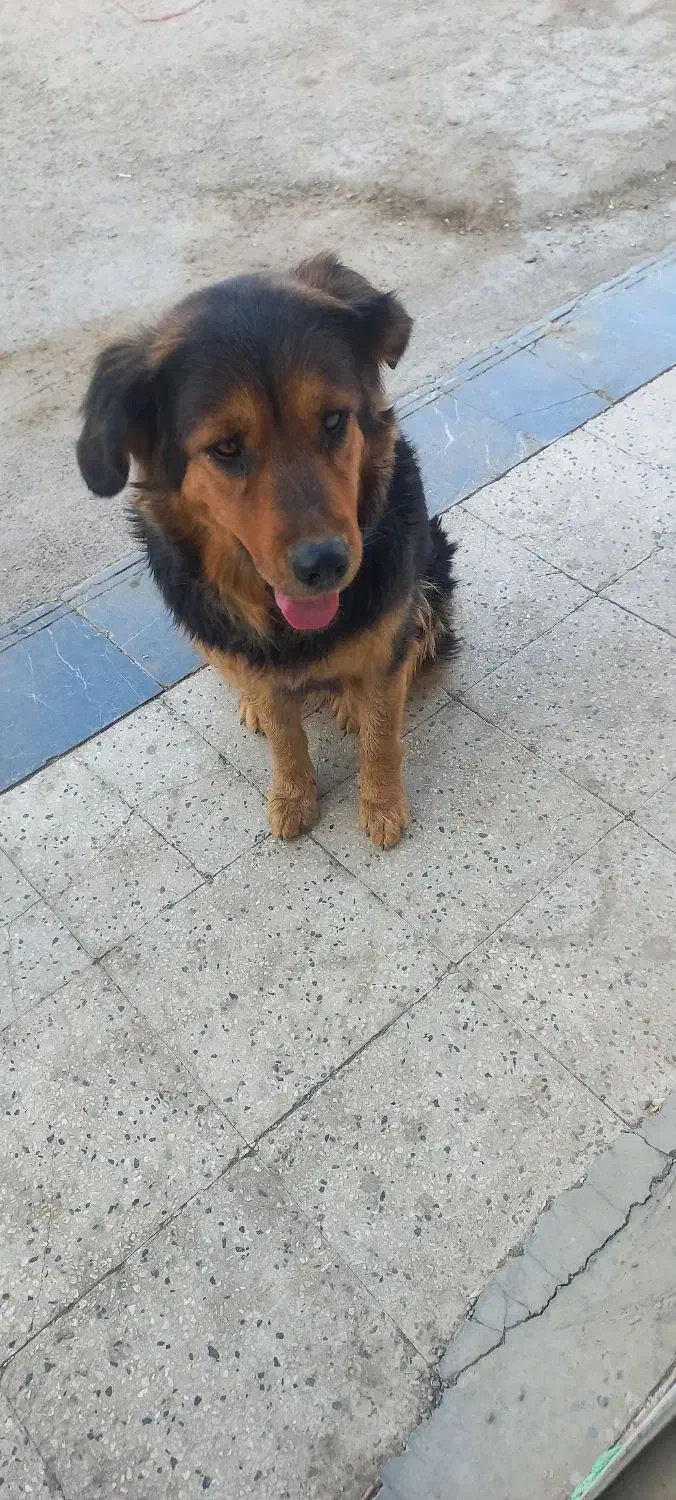 واگذاری سگ|سگ|کهریزک, |دیوار