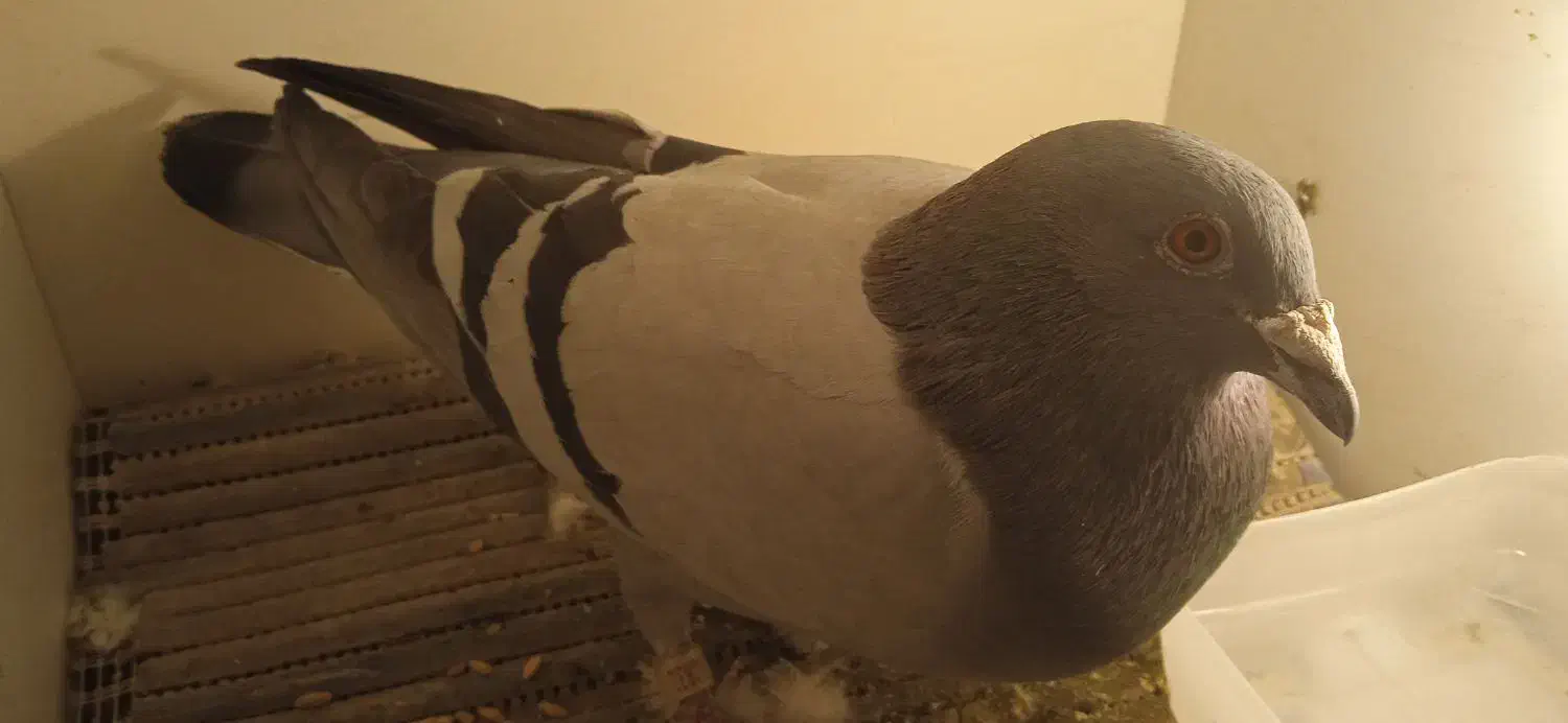 کبوتر پلاکی|پرنده|شهریار, شهرک اداری تندگویان|دیوار