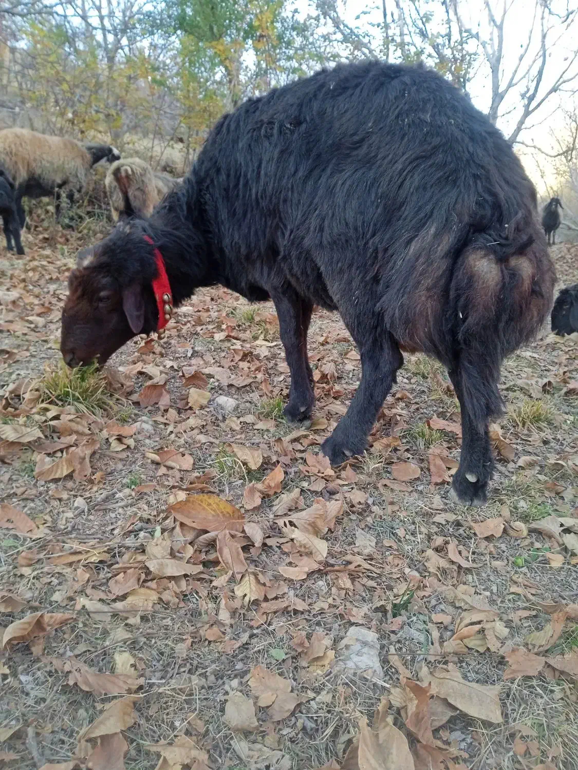 قوچ غزل افشار|حیوانات مزرعه|بوئین و میاندشت, |دیوار