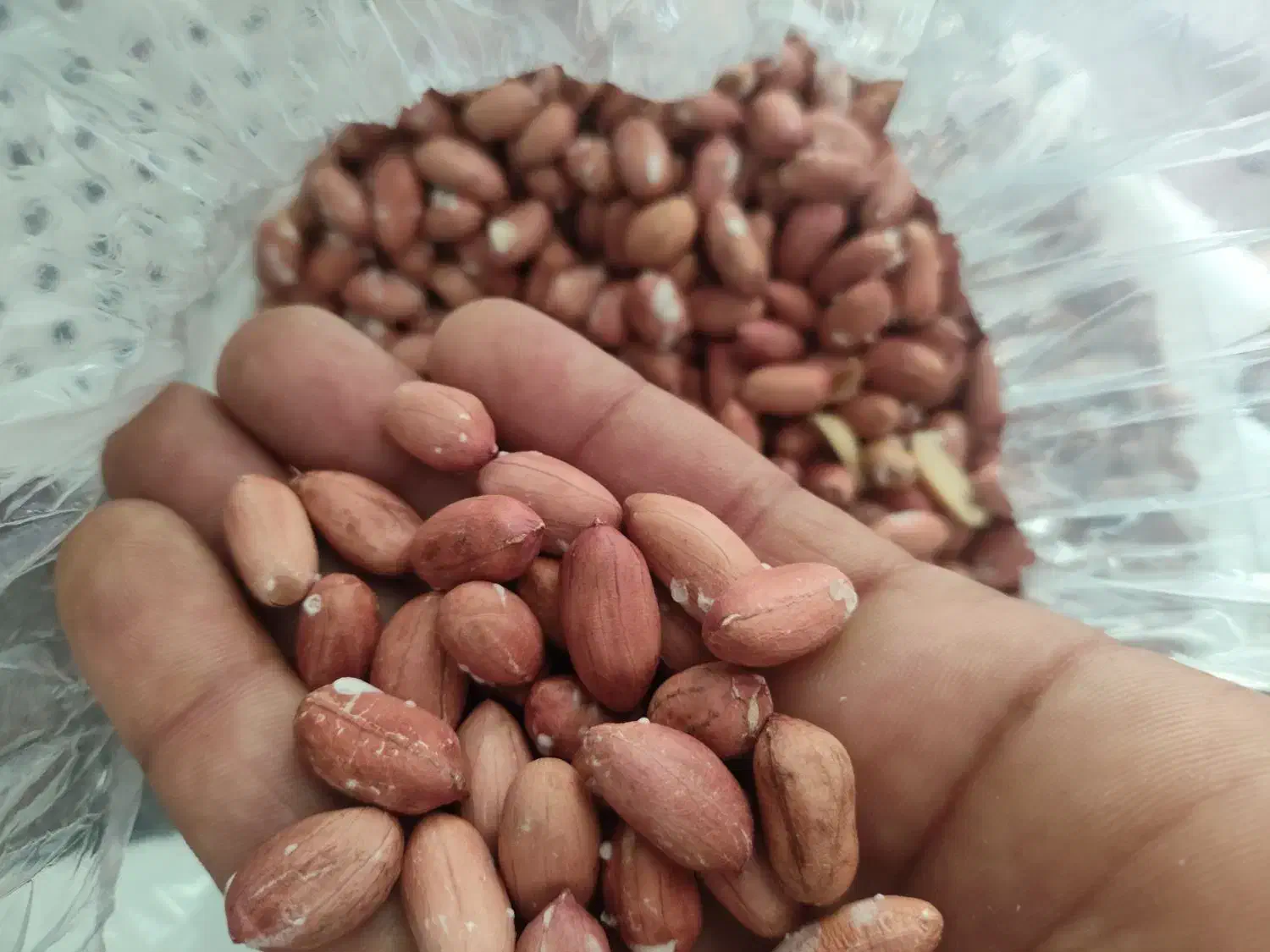 پخش بادام زمینی گیلان آستانه اشرفیه|عمدهفروشی|آستانه اشرفیه, |دیوار