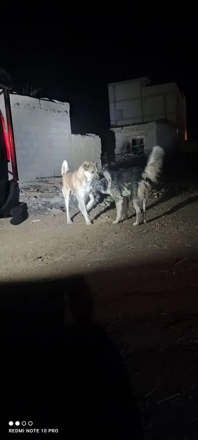 سگ گله|سگ|چهاربرج, |دیوار