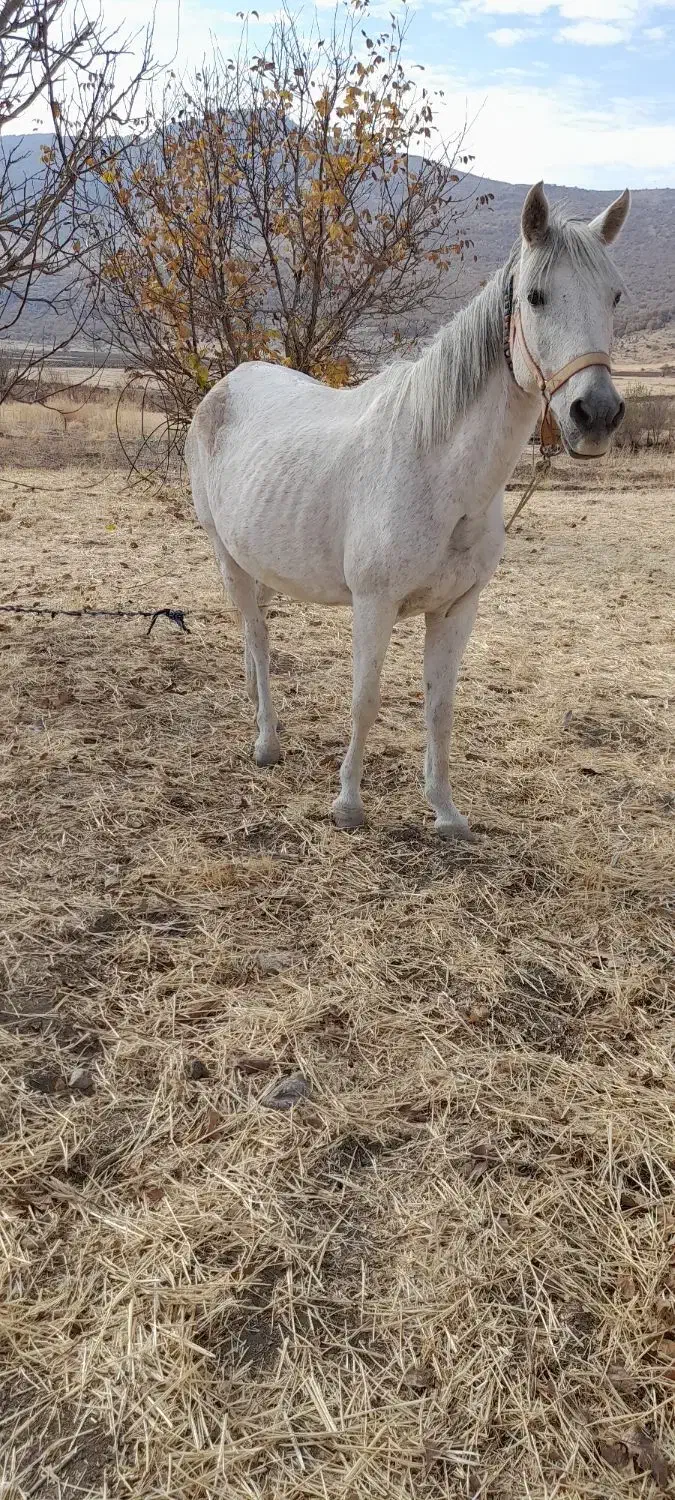 مادیان و کره قاطر به شرط سواری و باری|اسب و تجهیزات اسب‌سواری|کامیاران, |دیوار