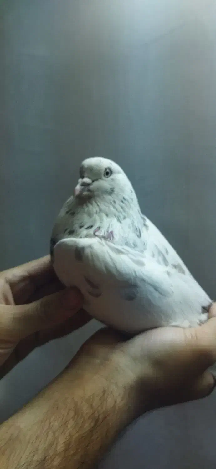 کبوتر|پرنده|گرگان, |دیوار