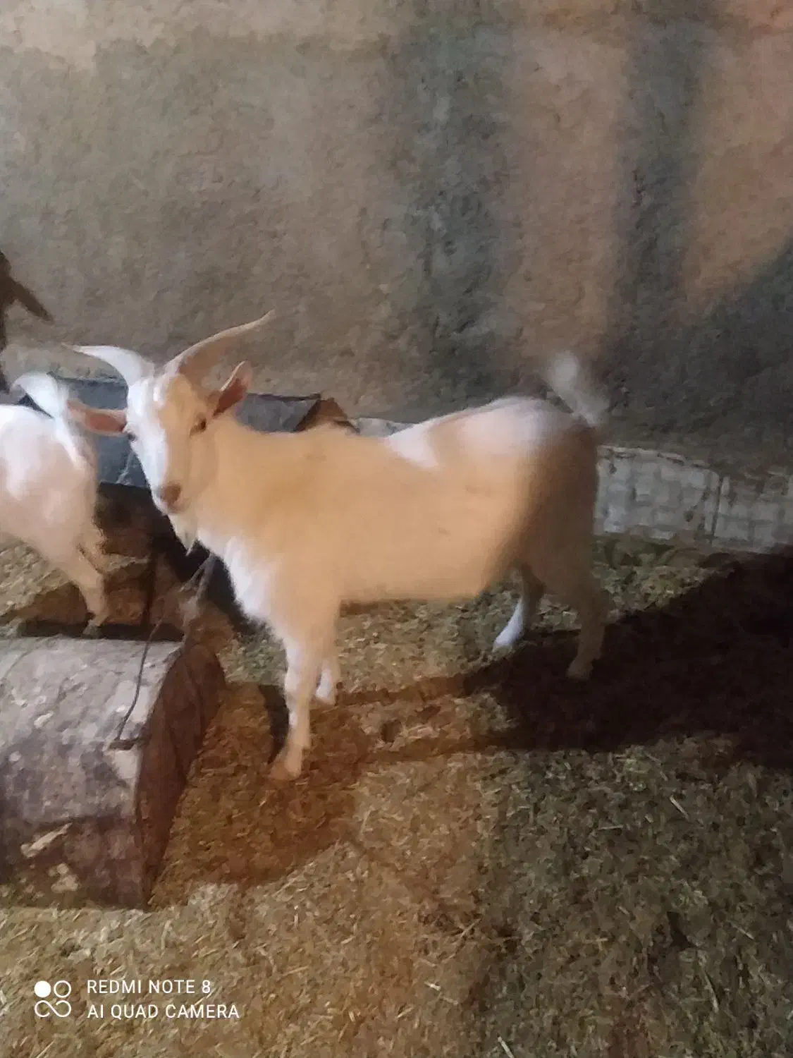 کره نر و بز ماده|حیوانات مزرعه|مهریز, |دیوار