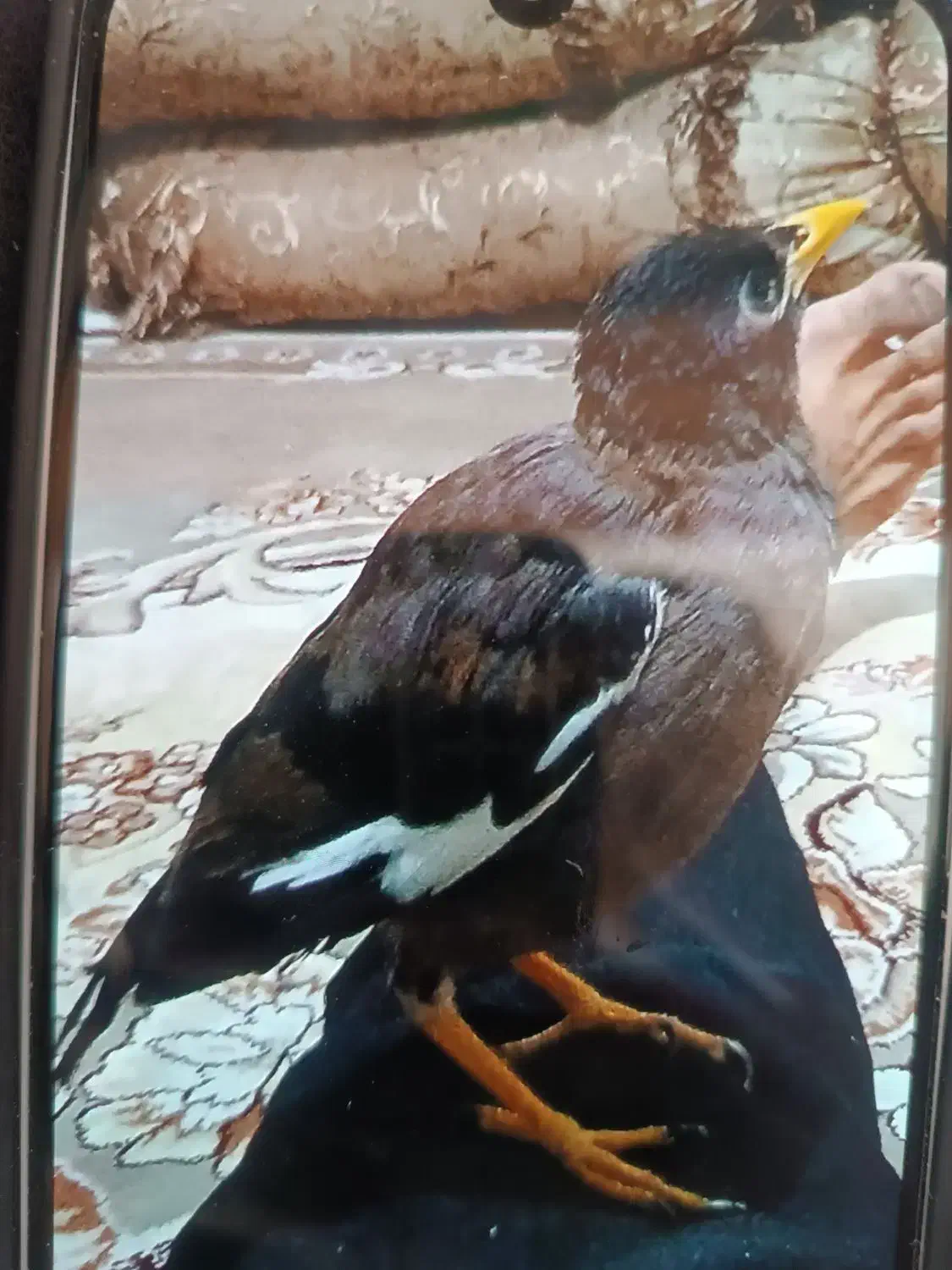 مرغ مینا|پرنده|فسا, |دیوار