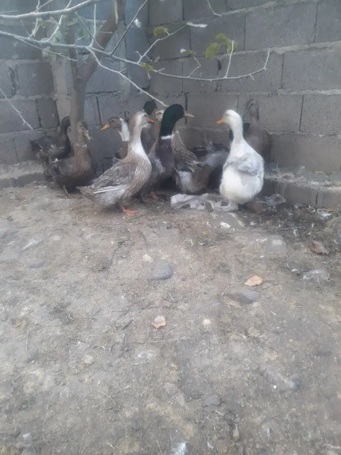 اردک محلی سالم وسرحال|حیوانات مزرعه|سنگر, |دیوار