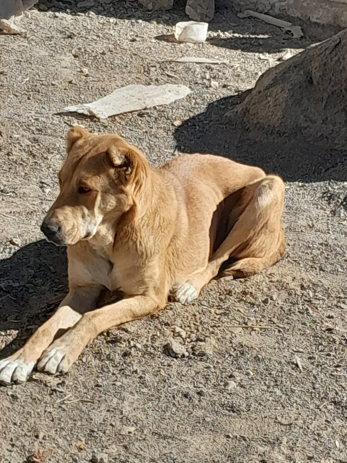 سگ فروشی|سگ|تربت جام, جلگه موسی آباد|دیوار