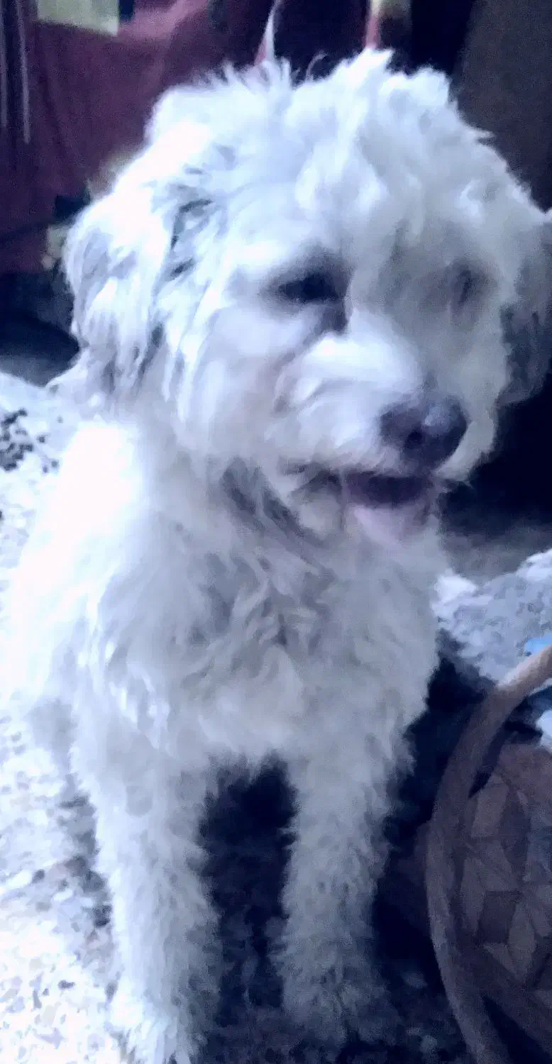 سگ پشمالو نر|سگ|بندر امام خمینی, |دیوار