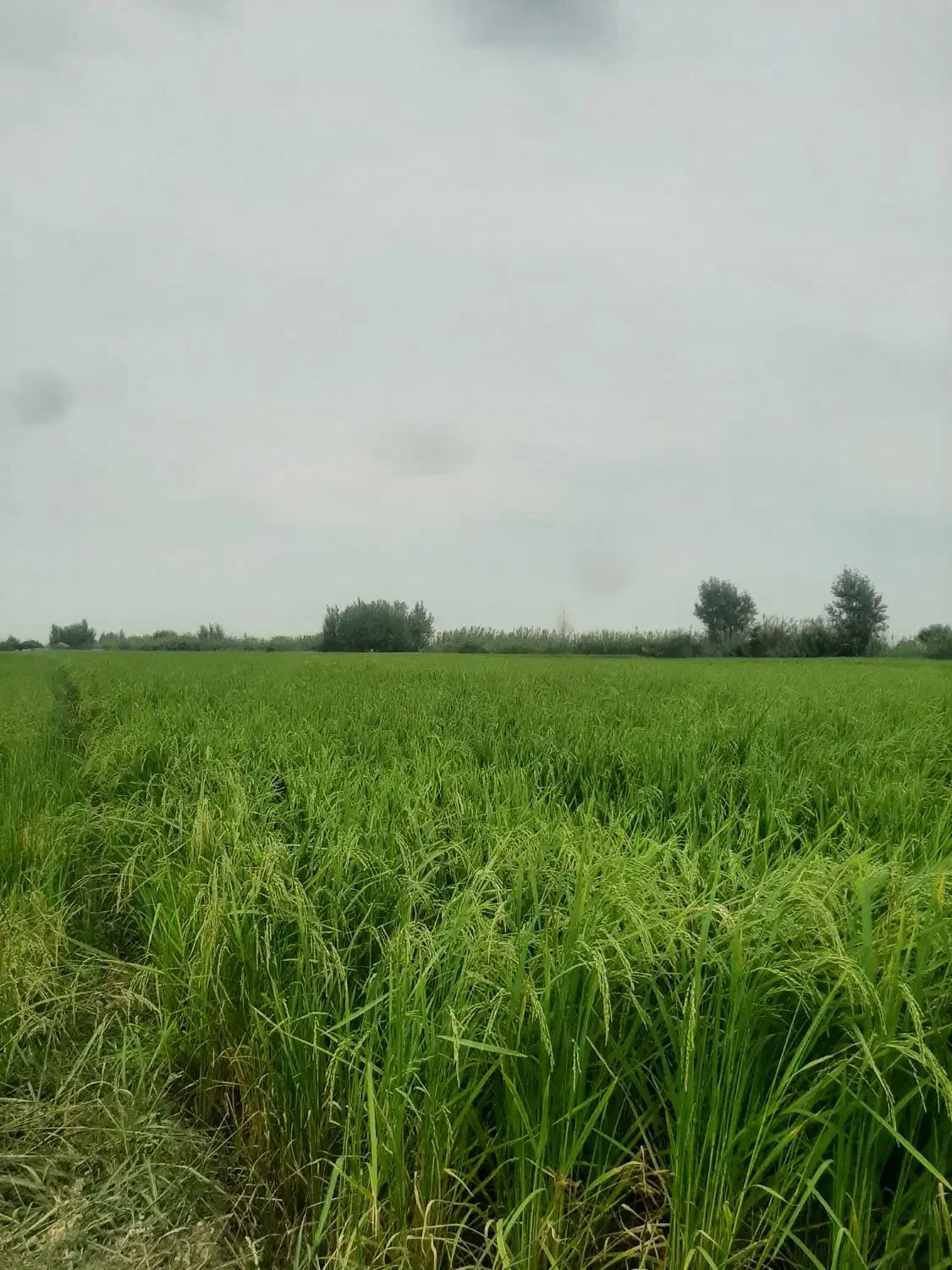 برنج سنگ طارم هاشمی کشت اول و کشت دوم درجه یک|خوردنی و آشامیدنی|بابل, |دیوار