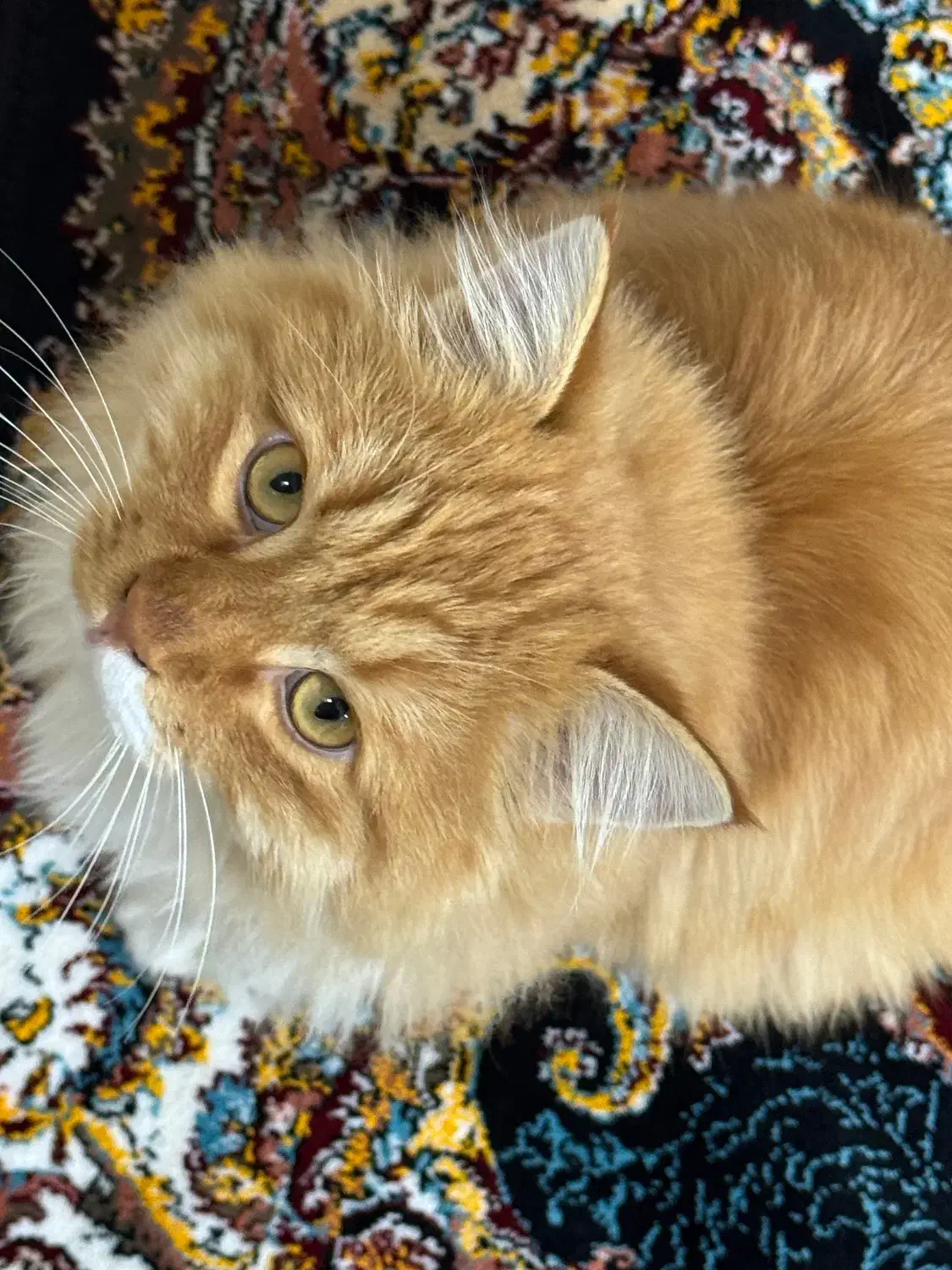 گربه خانگی|گربه|پیرانشهر, |دیوار