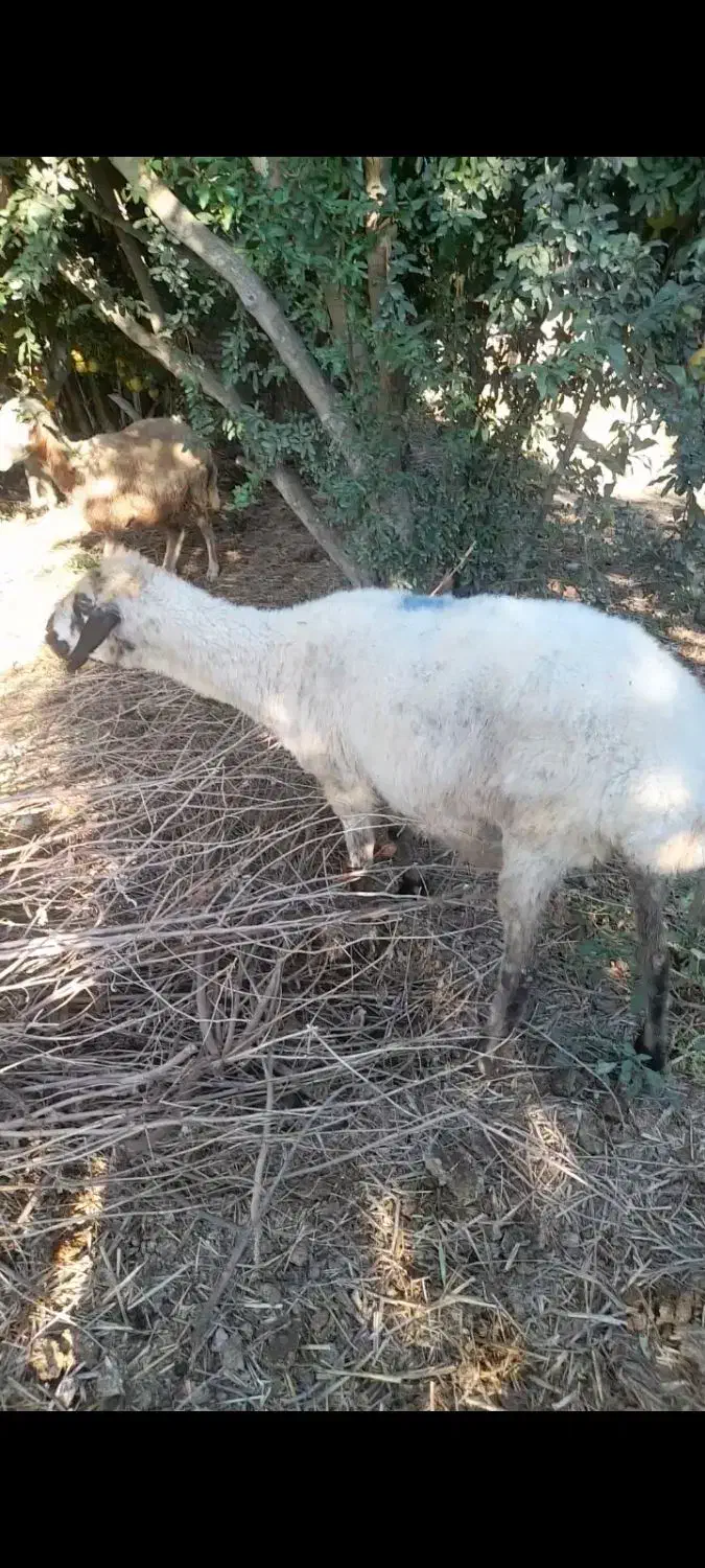 گوسفند|حیوانات مزرعه|گمیشان, |دیوار