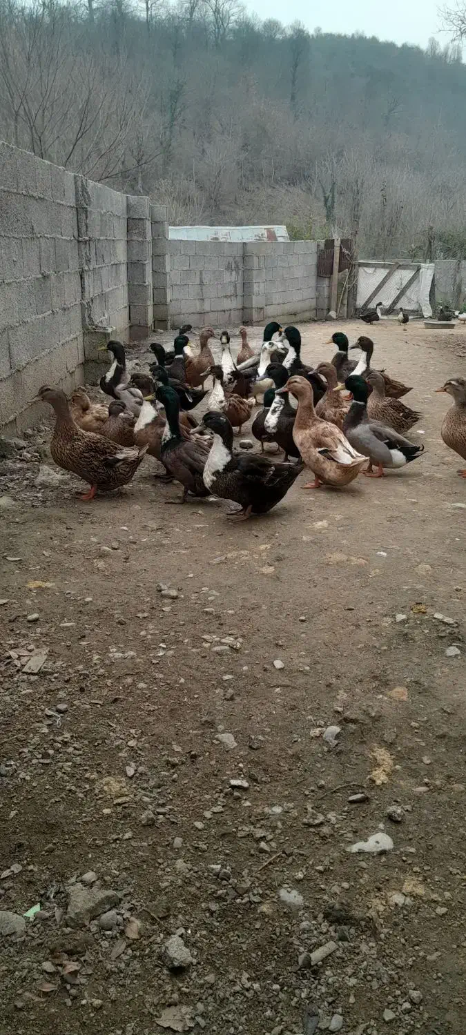 اردک محلی|حیوانات مزرعه|ماکلوان, |دیوار