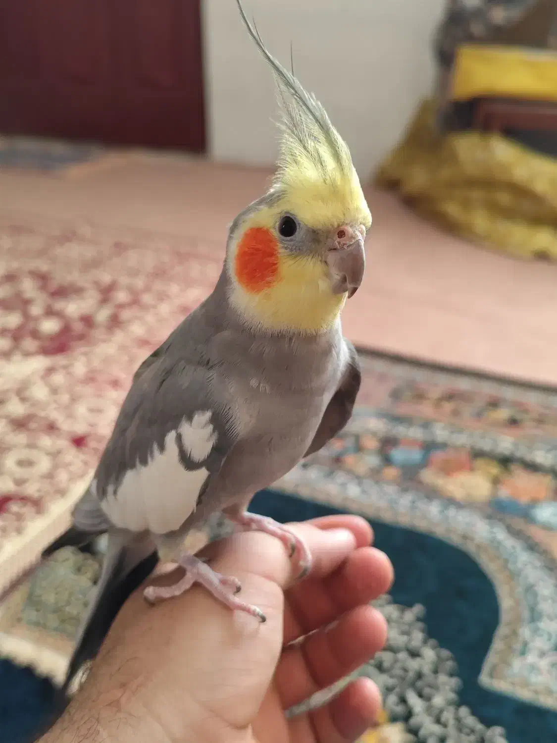 عروس هلندی نر|پرنده|زنجان, |دیوار