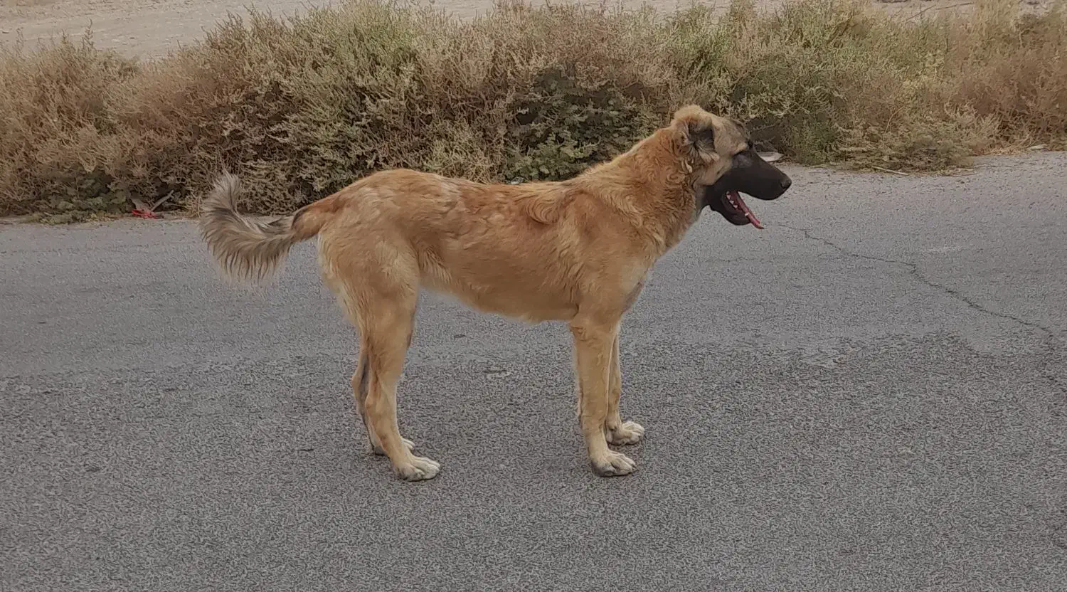 سگ دو رگ|سگ|آران و بیدگل, |دیوار