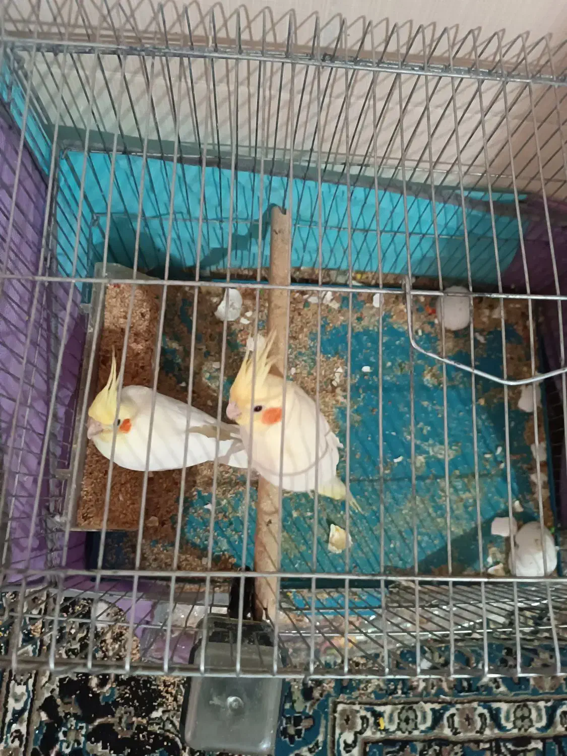 پرنده|پرنده|یاسوج, |دیوار