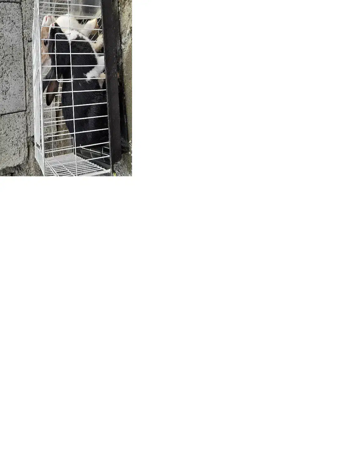 خرگوش اهلی|موش و خرگوش|حویق, |دیوار