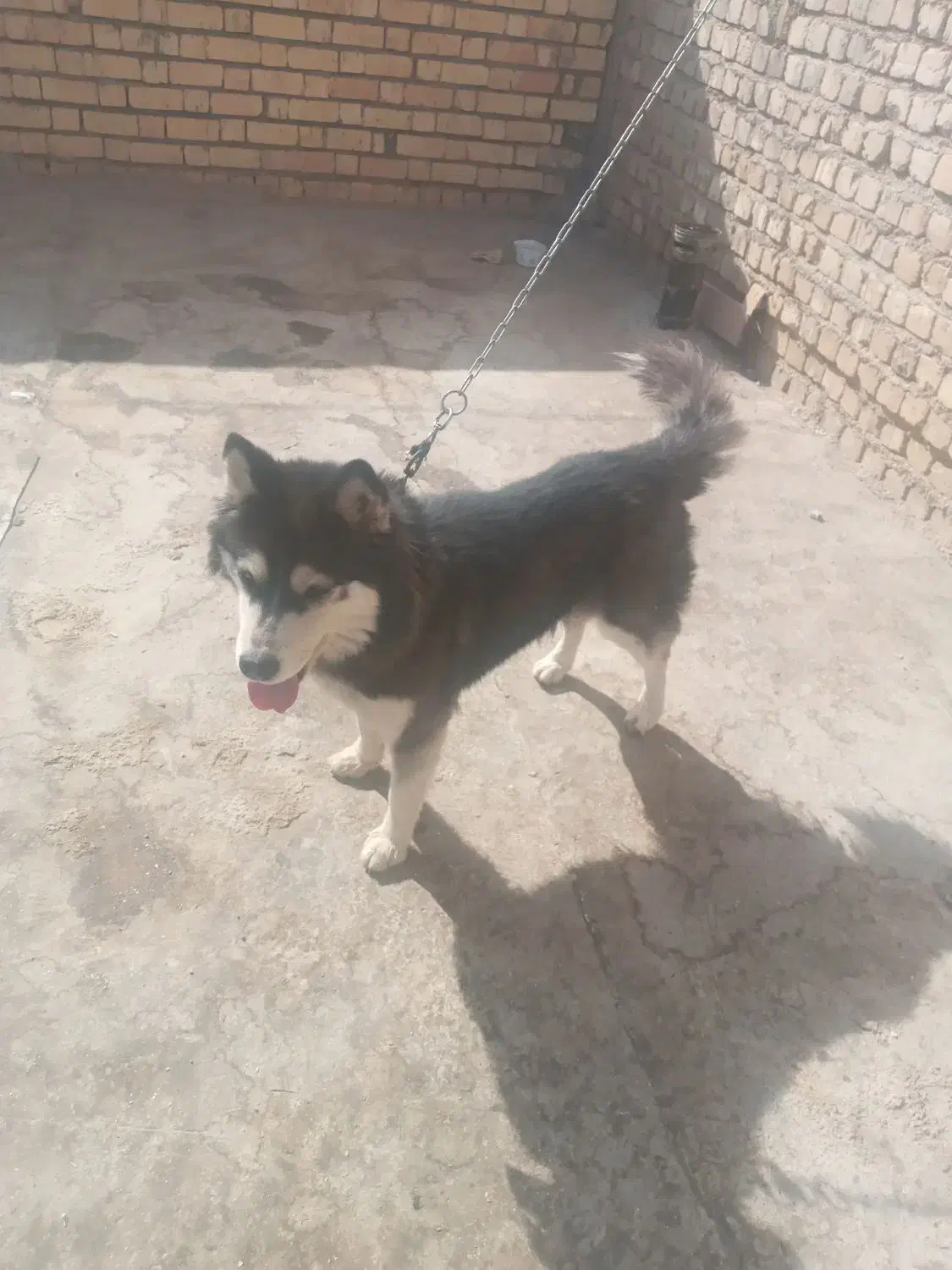 سگ عاصکی|سگ|سیاخ دارنگون, |دیوار