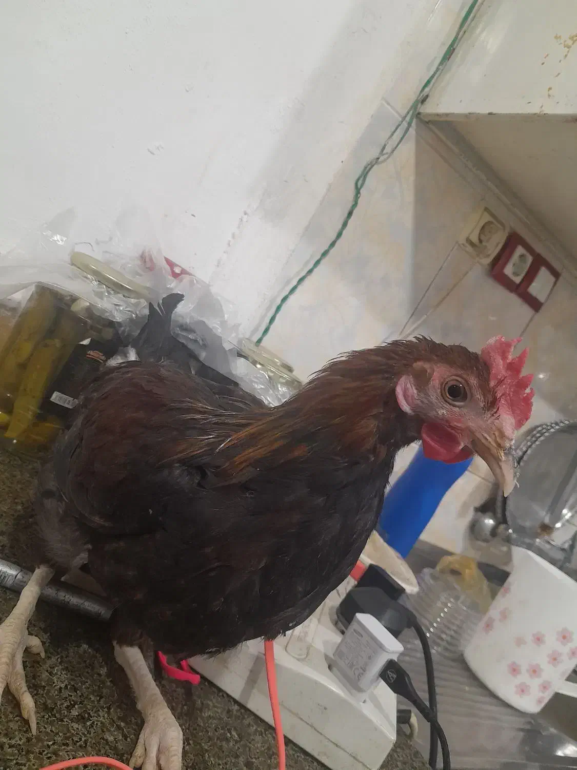 خروس محلی اصل|حیوانات مزرعه|امیدیه, |دیوار