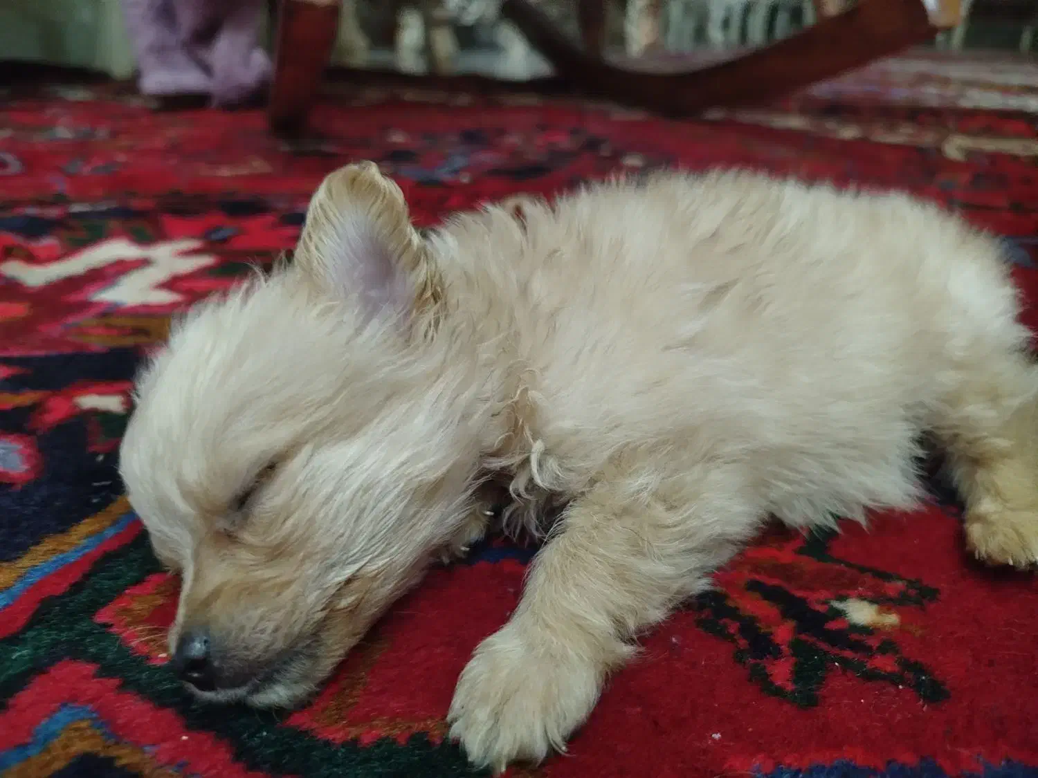 توله سگ پامر اشپیتز|سگ|تبریز, |دیوار