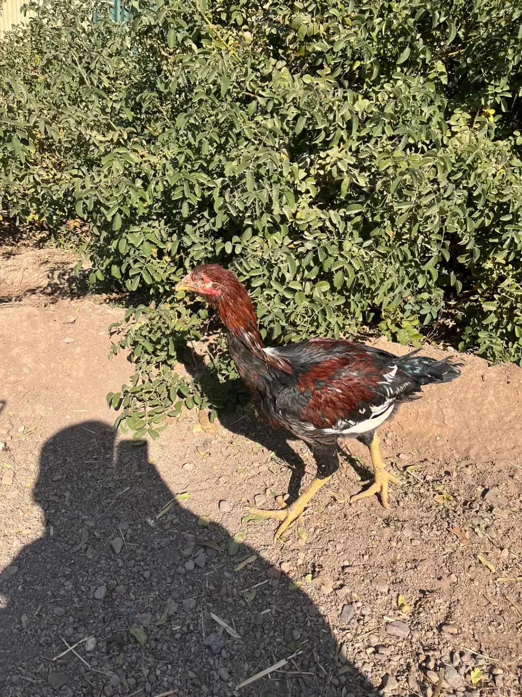 خروس لاری|حیوانات مزرعه|الوند, |دیوار