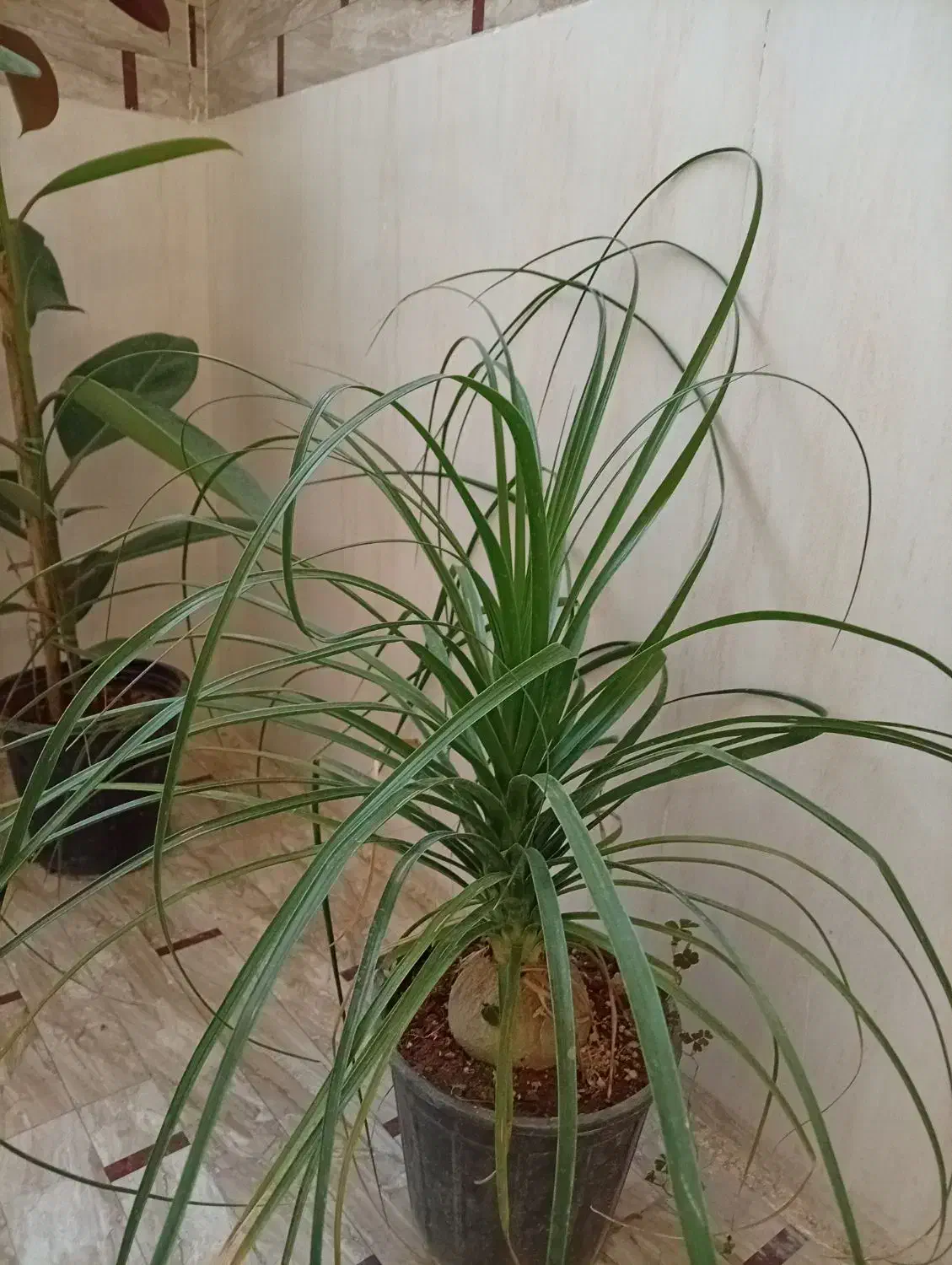 گل طبیعی|گل و گیاه طبیعی|اصفهان, کوی شهید کشوری|دیوار