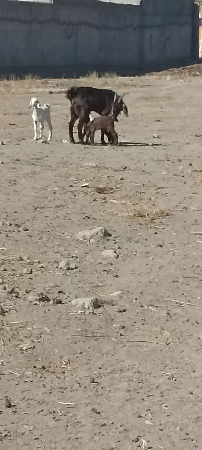 بز پاکستانی دوقلو زا بز با دوتا بزغاله نر و ماده|حیوانات مزرعه|مشهد, امیرآباد|دیوار