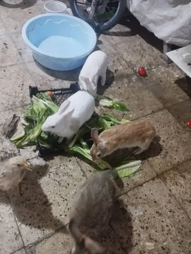 خرگوش واسه فروش چهارتاخرگوش بزرگ چهارتابچه خرگوش|موش و خرگوش|اهواز, حصیرآباد|دیوار