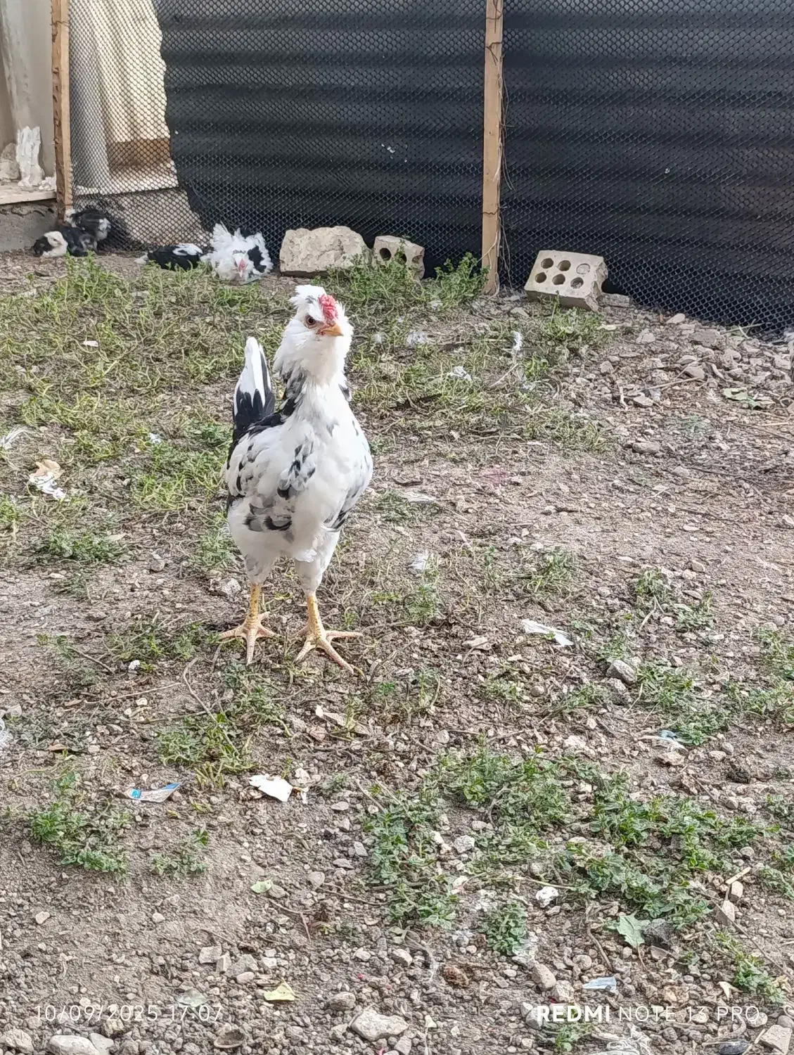 مرغ و جوجه های فول کیفیت گلین|حیوانات مزرعه|سمنان, |دیوار