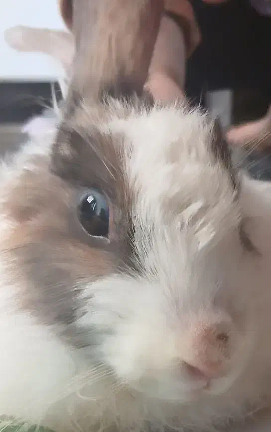 خرگوش|موش و خرگوش|پاکدشت, پاکدشت (مامازند)|دیوار