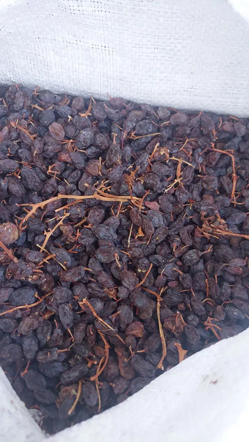 کشمش بیدانه عسکری و مویز دشمن زیاری|خوردنی و آشامیدنی|شیراز, طلاب|دیوار