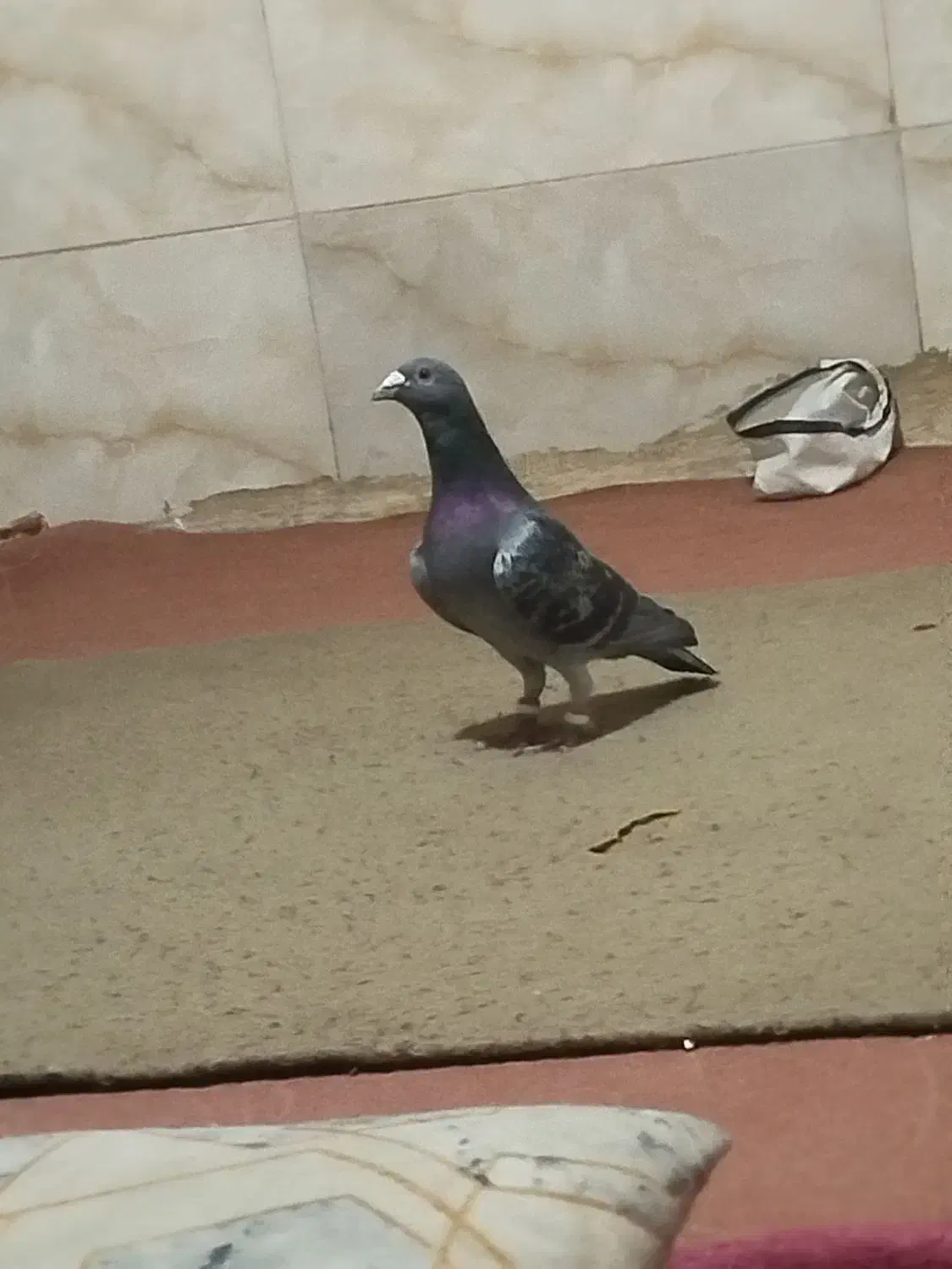 فروشی|پرنده|خلیل آباد, |دیوار