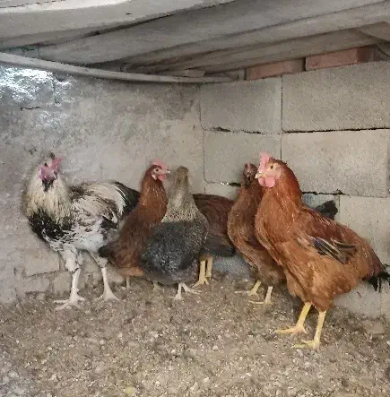 خروس محلی|حیوانات مزرعه|کرمان, |دیوار