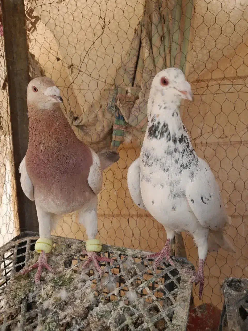 کفتر زرد سرخ سبز سار کله هما|پرنده|تربت‌حیدریه, نواب صفوی|دیوار