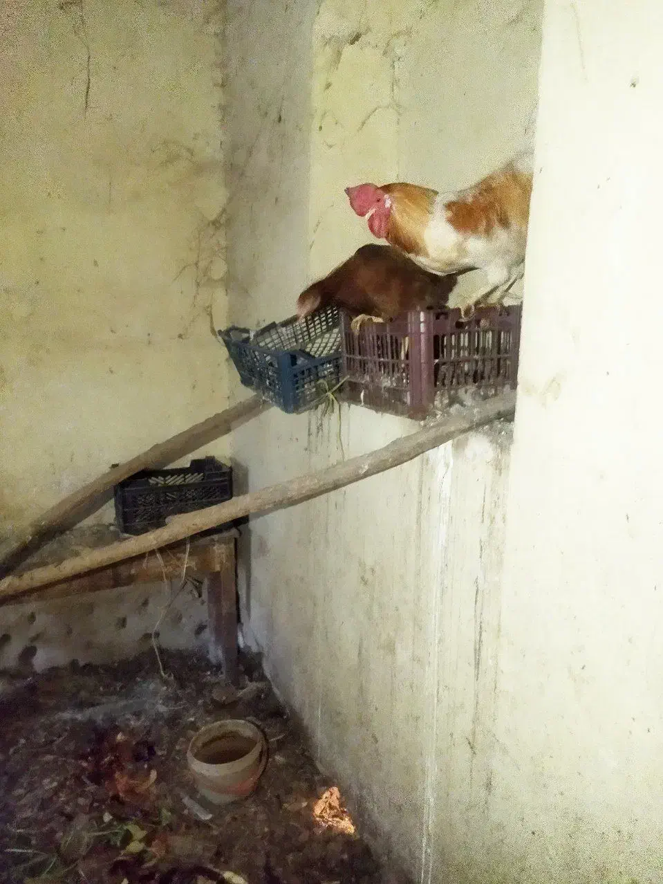 فروش مرغ محلی تخم زا قیمت توافقی|حیوانات مزرعه|بیرجند, |دیوار