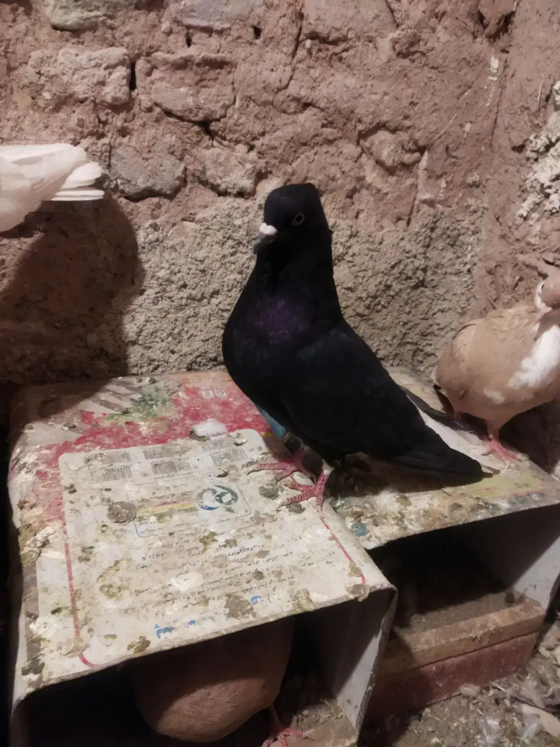 کبوتر|پرنده|تربت‌حیدریه, قاسم آباد|دیوار