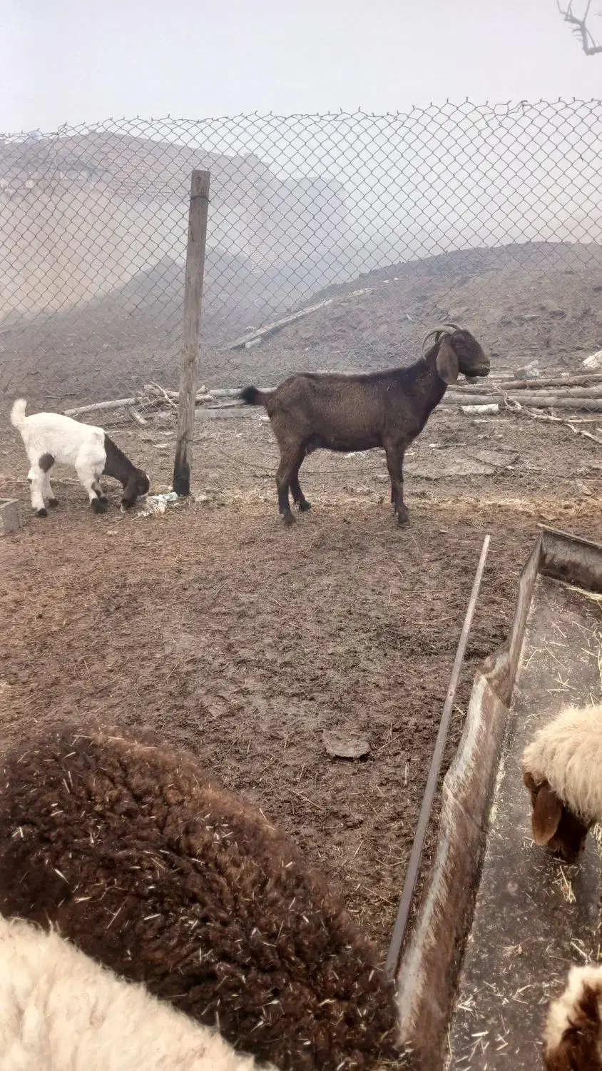 بز وگوسفند|حیوانات مزرعه|کارون, |دیوار