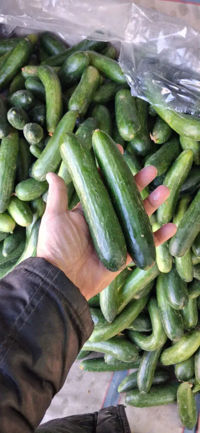 خیار محلی ۲۸ت و ۱۵ت|حراج|جهرم, |دیوار