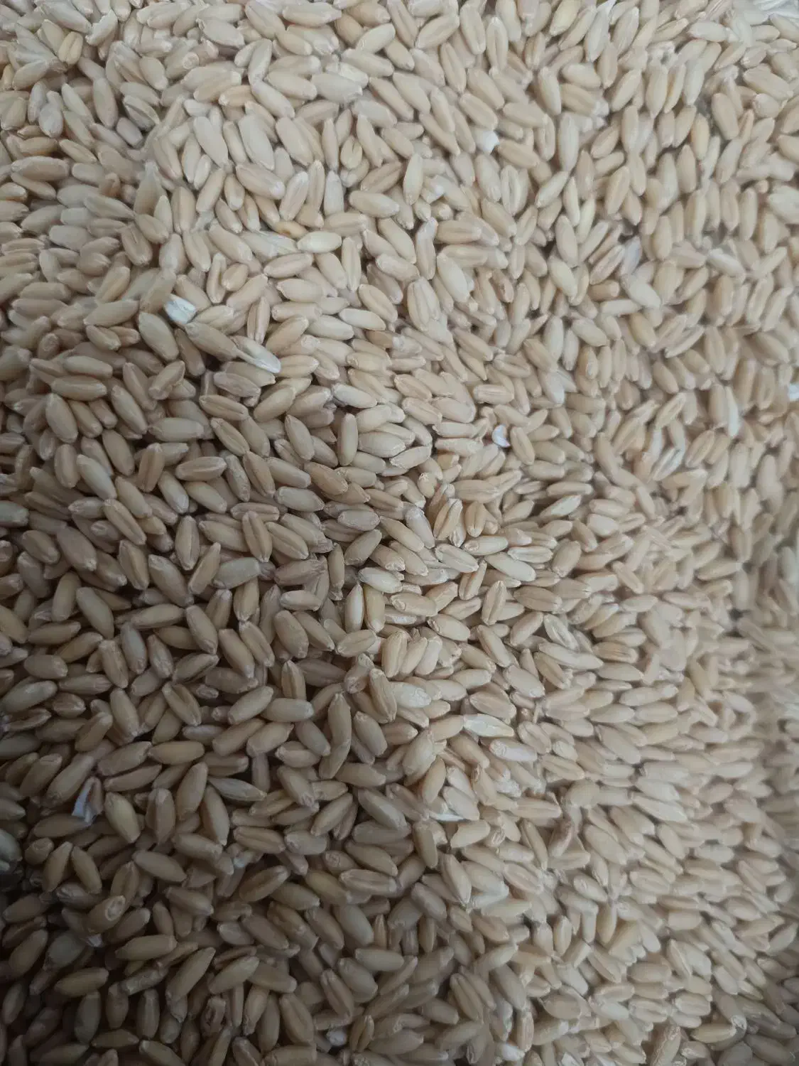 گندم دیم باران|عمده‌فروشی|بجنورد, |دیوار