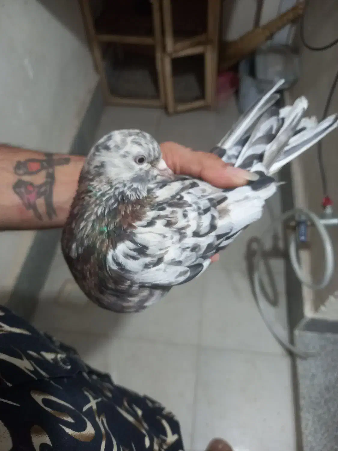 کفتر سرور یه جفت ویه نر فروشی|پرنده|پاکدشت, شهرک امام رضا|دیوار