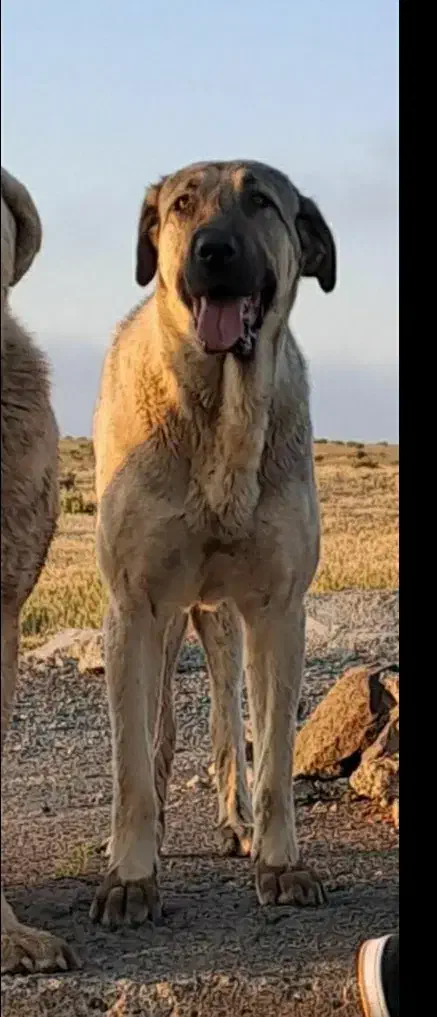 سگ عراقی پژدر|سگ|اردبیل, |دیوار