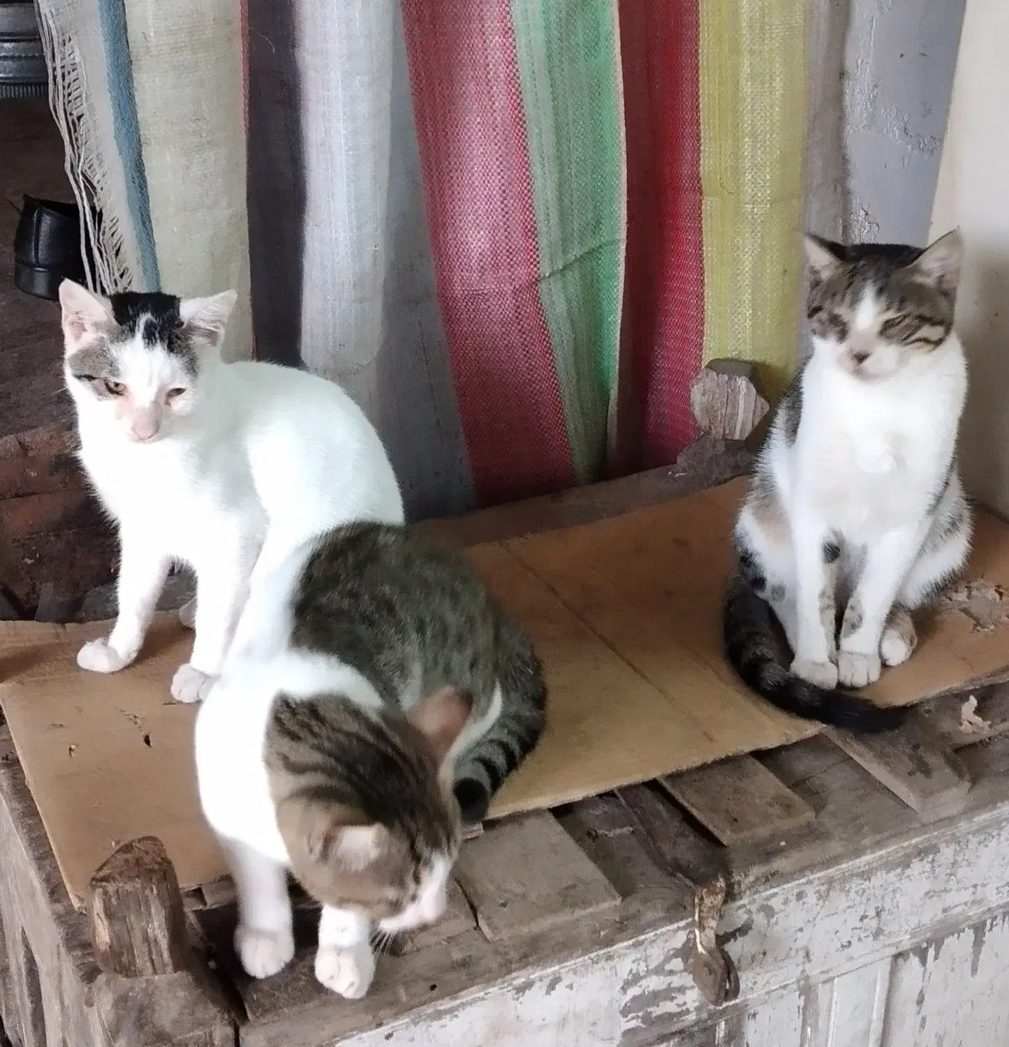 گربه های اهلی خانگی شده|گربه|رشت, نیروی دریایی|دیوار