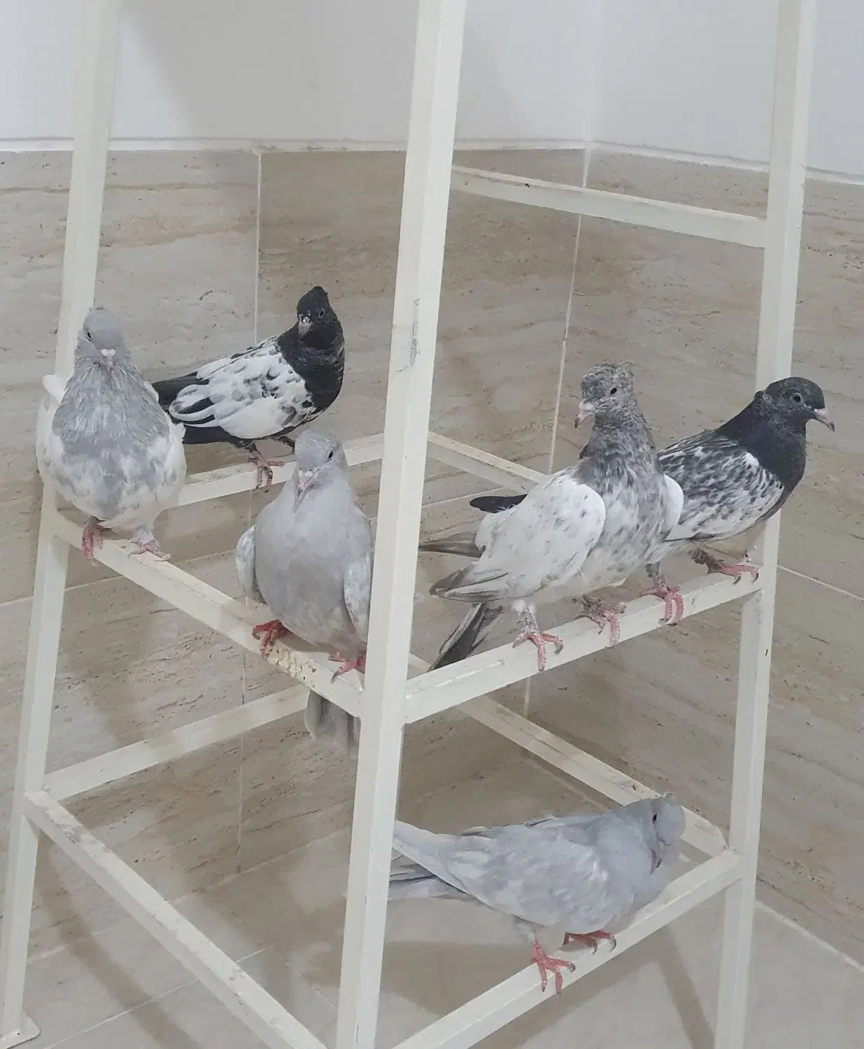 کبوتر|پرنده|شیراز, لاله|دیوار