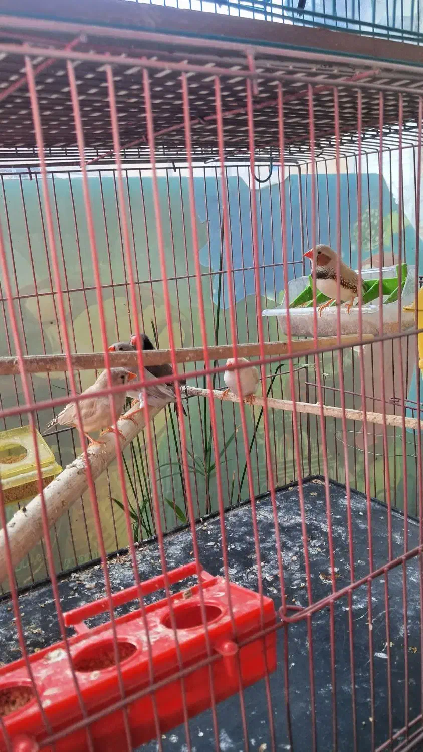 عروس  هلندی نر ماده به شرت تخم جوجه  فنج مرغ عشق|پرنده|پاکدشت, خاتون آباد|دیوار